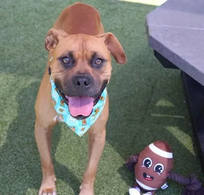 ScoobyDoo thumbnail 3