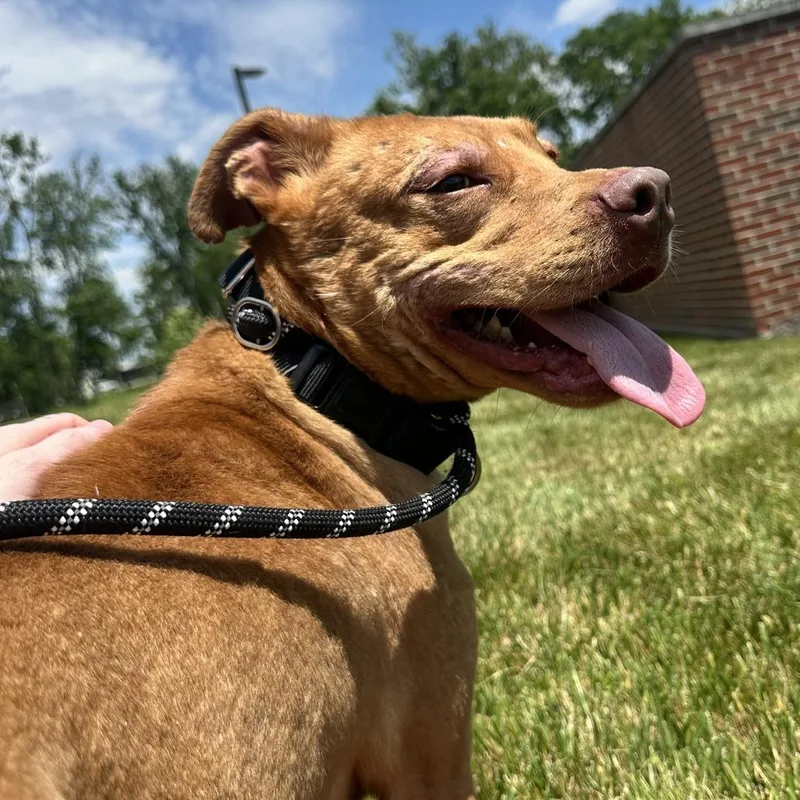 A young medium-sized male Red / Chestnut / Orange Mixed Breed dog named Hoagie for adoption in Washington Township, OH