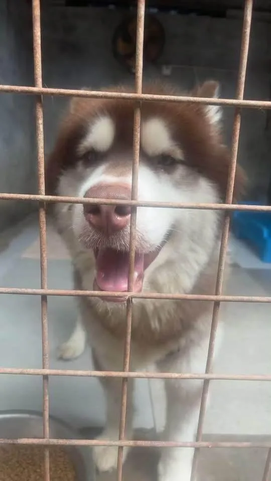 A young large-sized male Alaskan Malamute dog named China Titan for adoption in Tucson, AZ