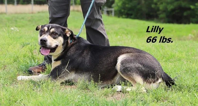 A young medium-sized female Mixed Breed dog named Lilly for adoption in Oxford, NC
