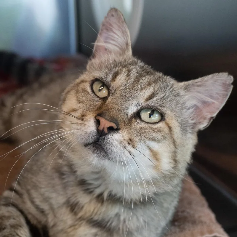An adult large-sized male Gray / Blue / Silver Domestic Short Hair cat named Bernie for adoption in Asheville, NC