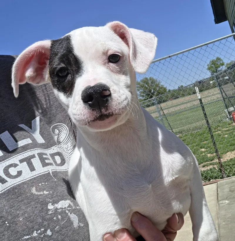 A baby medium-sized male White / Cream Jack Russell Terrier dog named Drake for adoption in Terre Haute, IN