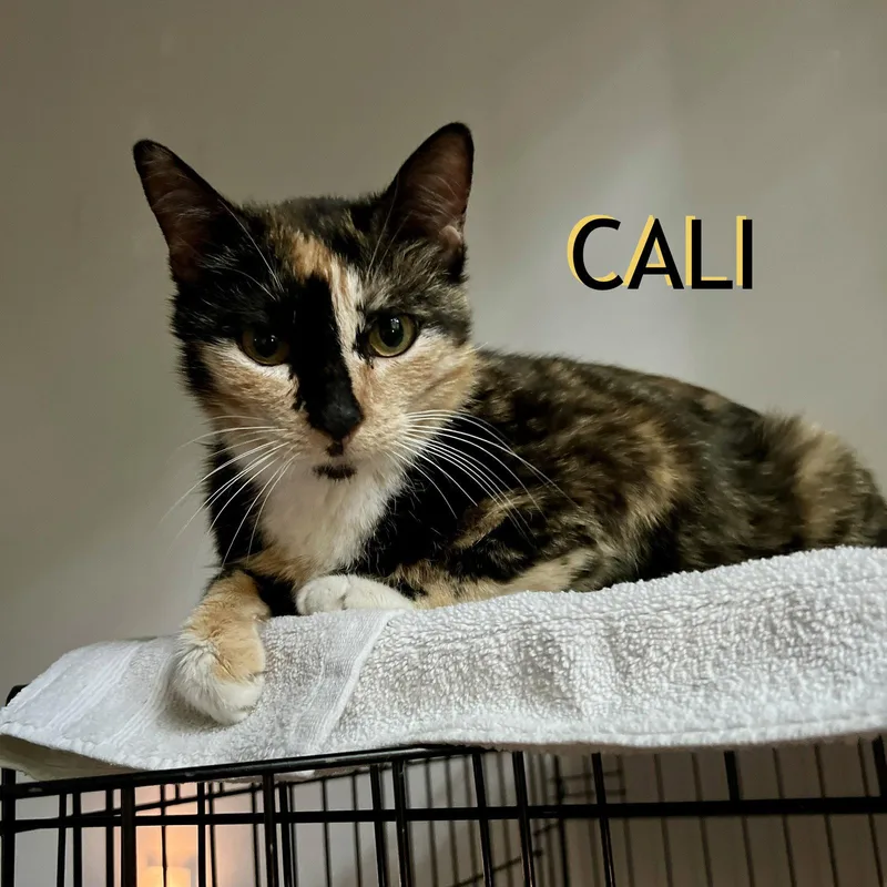 An adult medium-sized female Domestic Short Hair cat named Cali for adoption in Spring Lake, NJ