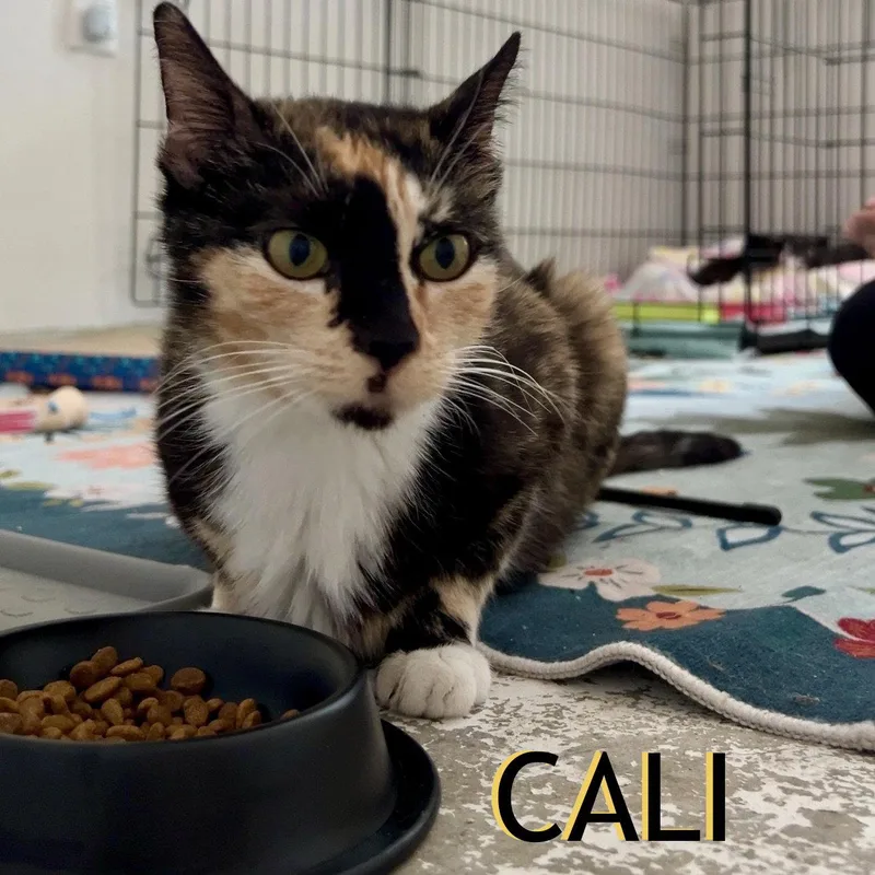 Cali thumbnail 2