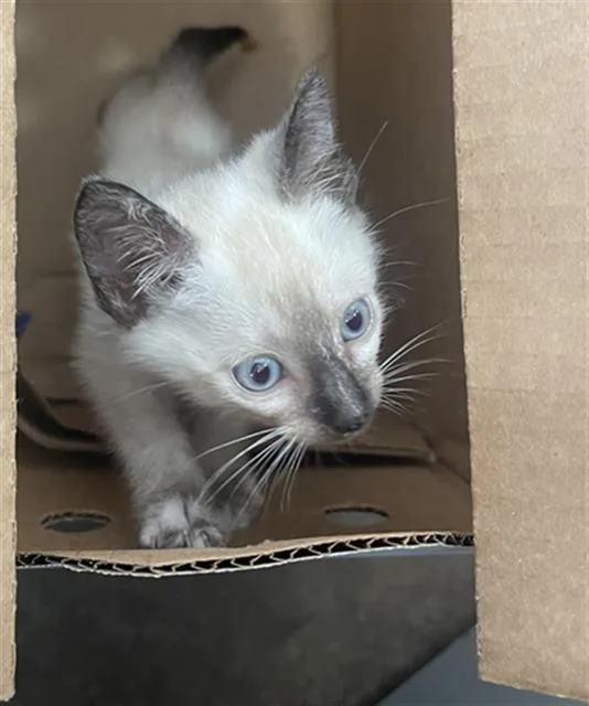 A baby medium-sized female Domestic Short Hair cat named Penelope for adoption in Dallas, TX