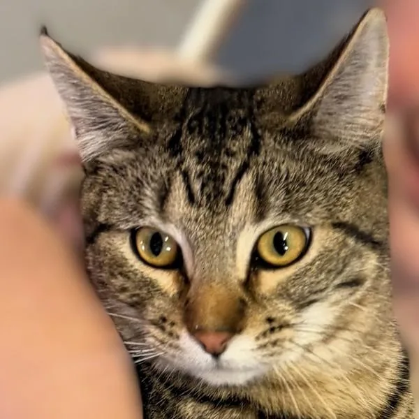 A young medium-sized male Domestic Short Hair cat named Sparks  Bonded Buddy for adoption in Des Moines, IA