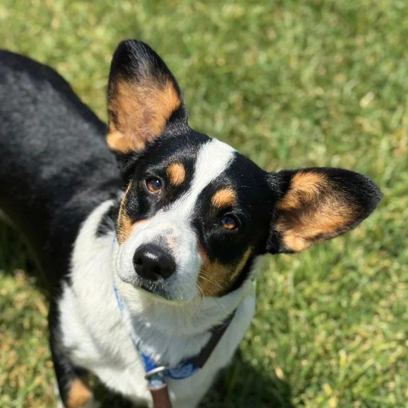 A young small-sized female Black Cardigan Welsh Corgi dog named Junie for adoption in Santa Barbara, CA