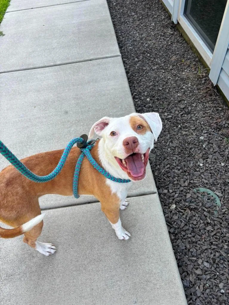 A baby medium-sized female Terrier dog named Sandy for adoption in New Bern, NC