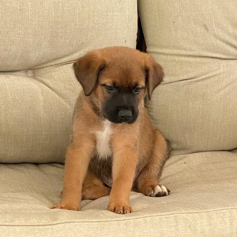 A baby small-sized male Black Mouth Cur dog named Brownie for adoption in New Tazewell, TN