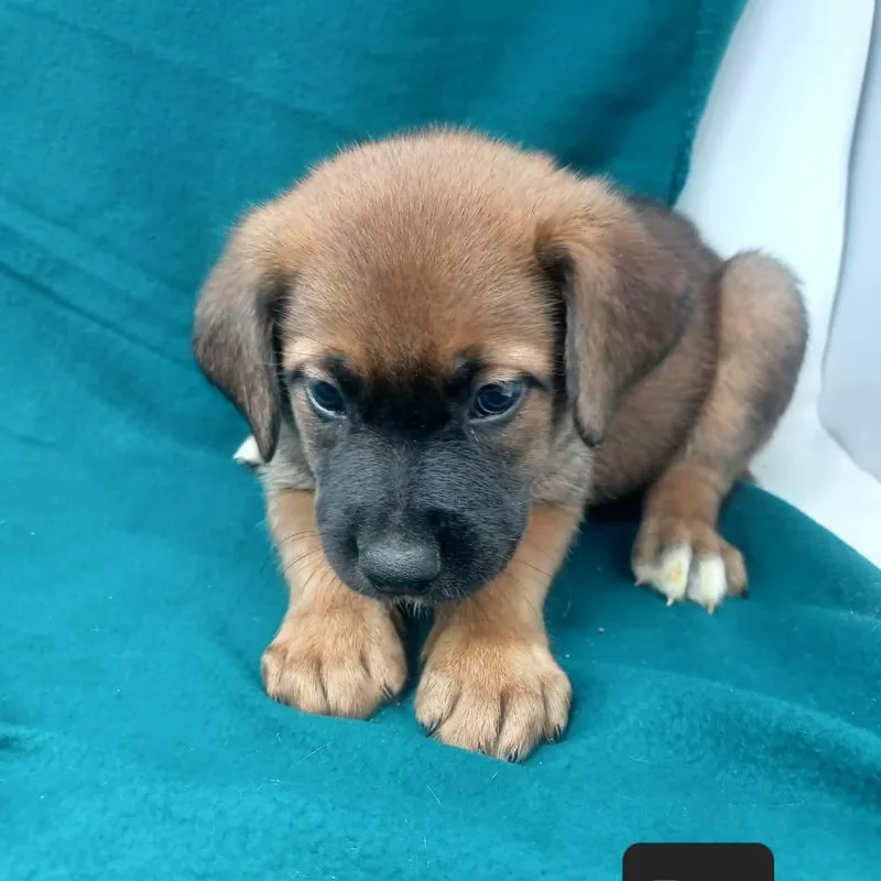 Brownie thumbnail 2