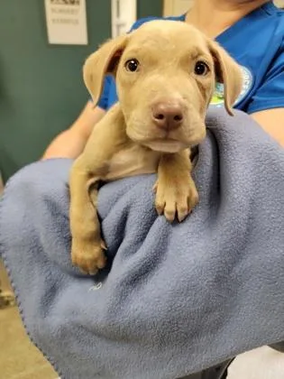 A baby small-sized male Mixed Breed dog named Veggie Straw for adoption in Gainesville, FL