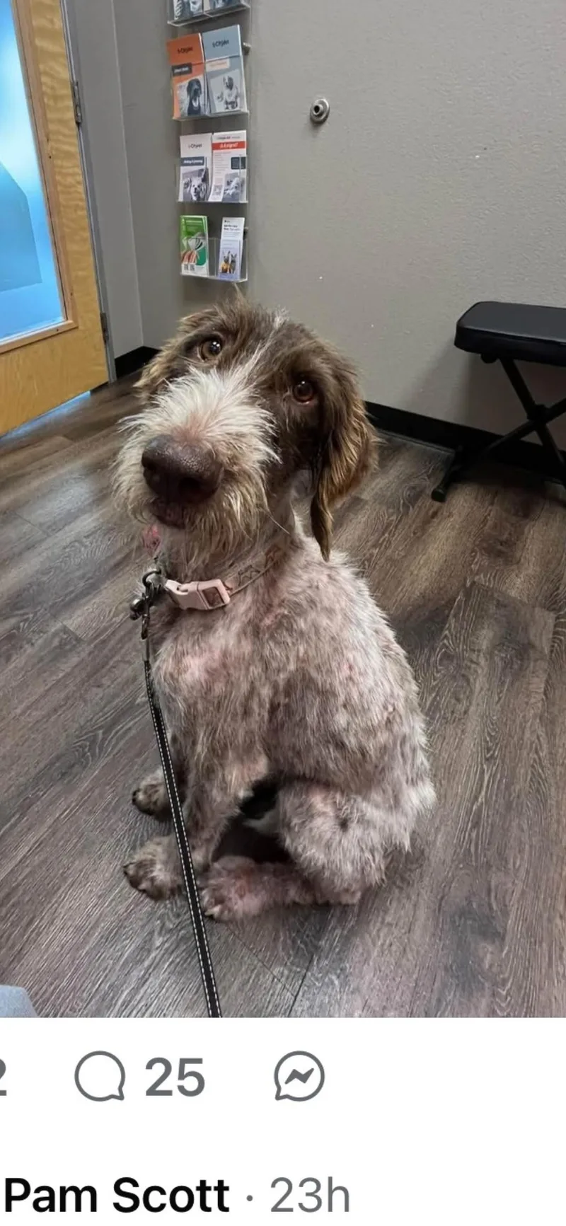 An adult medium-sized female German Longhaired Pointer dog named Cheyenne for adoption in Plano, TX