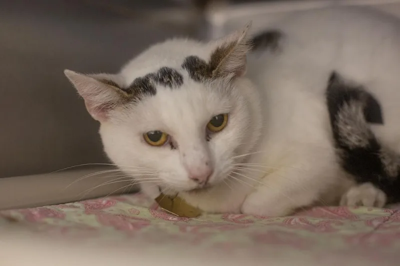 An adult medium-sized female Domestic Short Hair cat named Patches for adoption in Mountain Home, AR