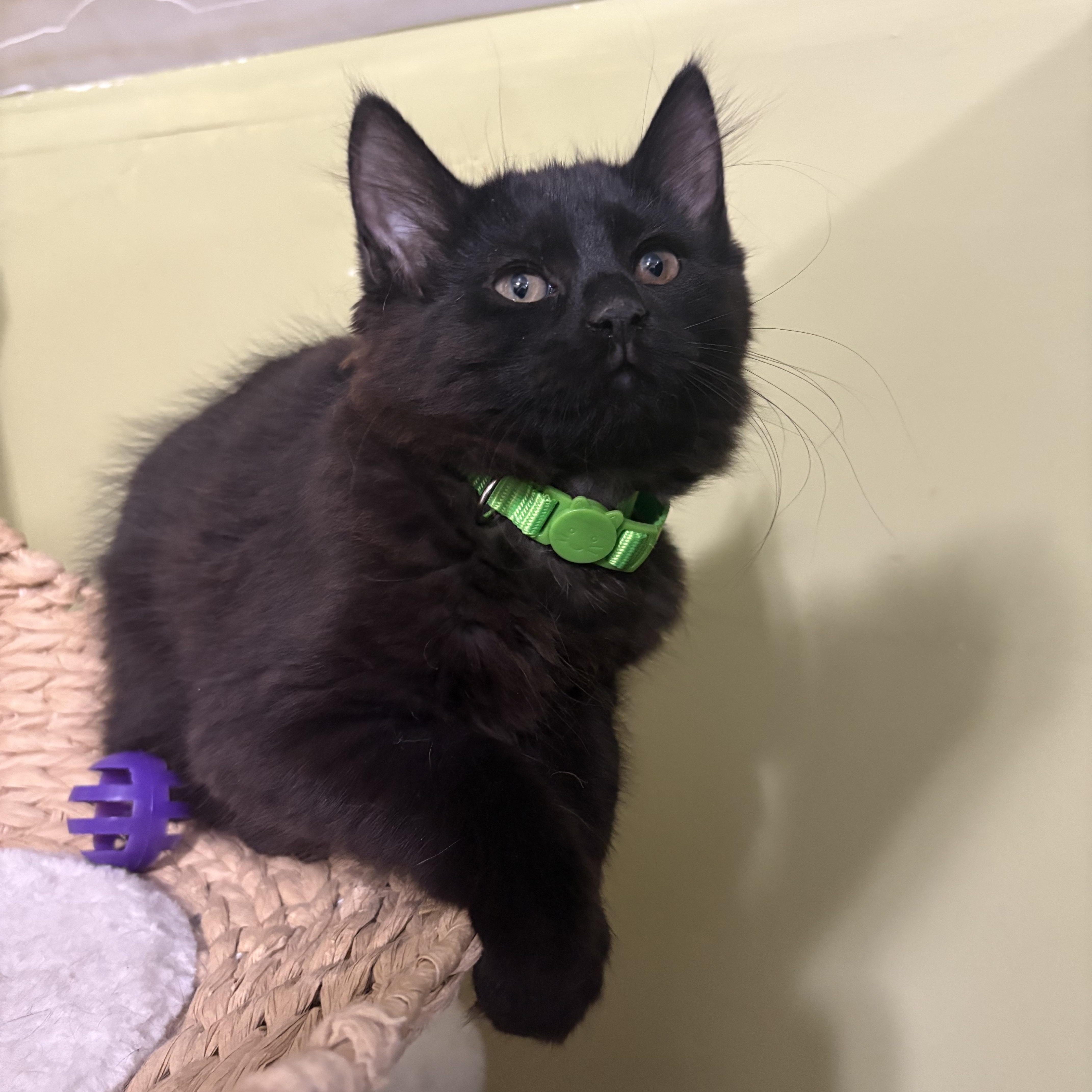 A baby medium-sized female Black Domestic Short Hair cat named Cosmo for adoption in East Brunswick, NJ