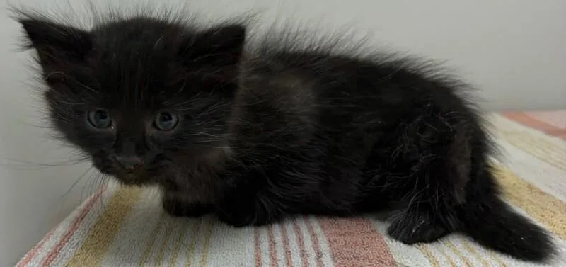 A young medium-sized male Domestic Long Hair cat named Runts for adoption in Katy, TX