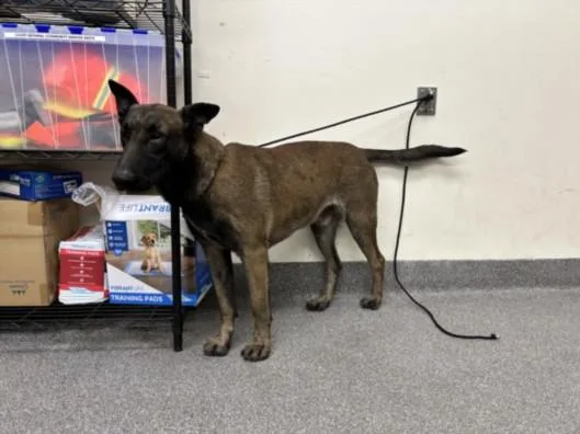 An adult large-sized male Belgian Shepherd / Malinois dog named Mayor for adoption in Los Angeles, CA
