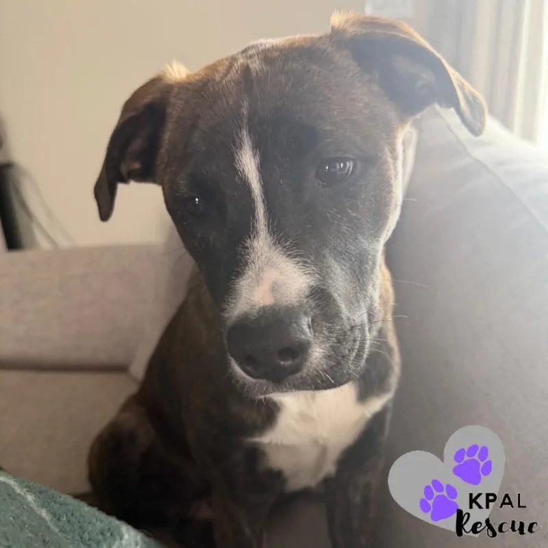 A young large-sized female Mixed Breed dog named Badge  Cops & for adoption in Kenai, AK