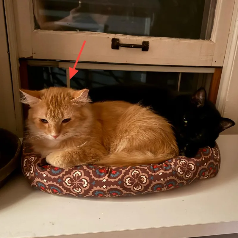 A young medium-sized female Orange / Red Domestic Short Hair cat named Kim Chee for adoption in Middleton, WI