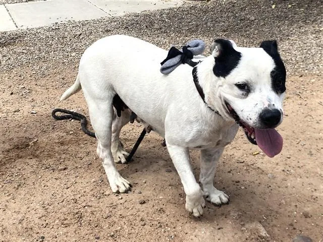 An adult large-sized female Pit Bull Terrier dog named Spot for adoption in Phoenix, AZ