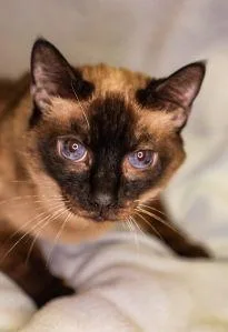An adult medium-sized female Domestic Short Hair cat named Burrito for adoption in Dothan, AL