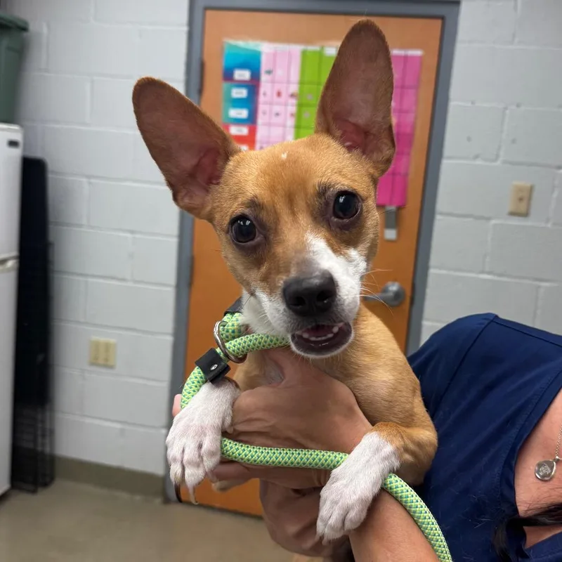 A young small-sized male Yellow / Tan / Blond / Fawn Chihuahua dog named Michealchip for adoption in Birdsboro, PA