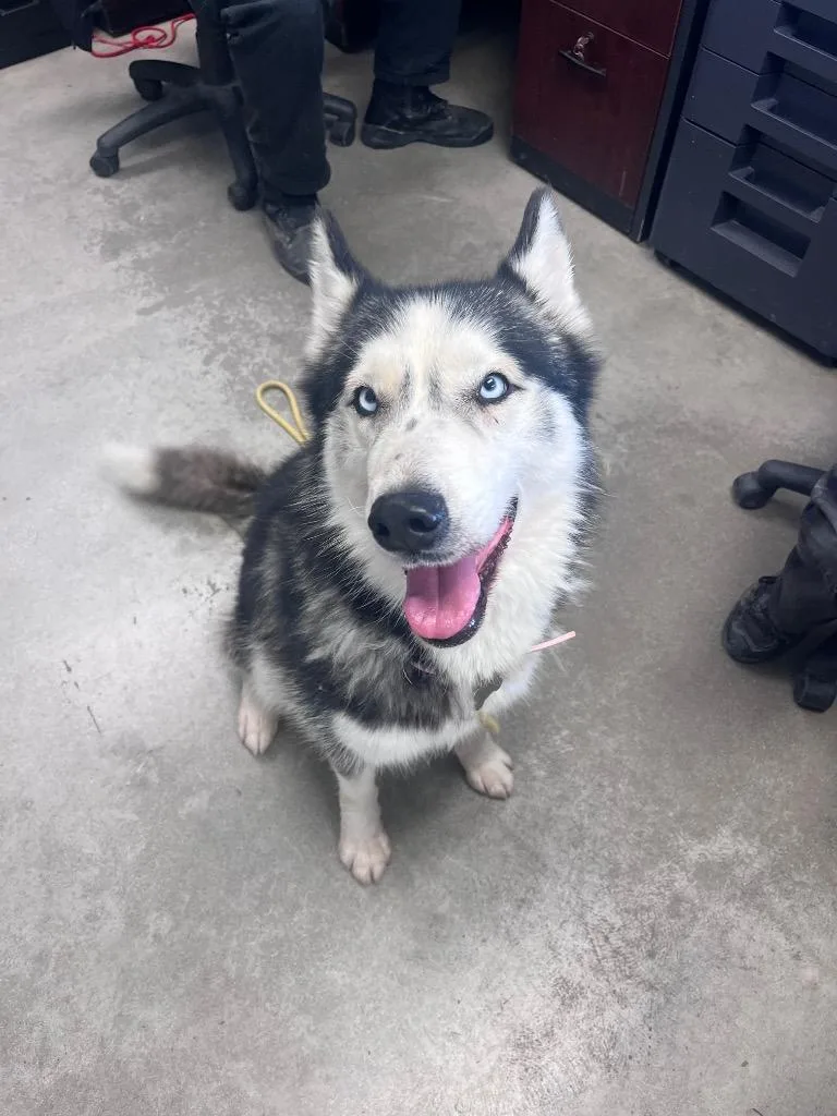 An adult large-sized female Husky dog named Leola for adoption in Twentynine Palms, CA