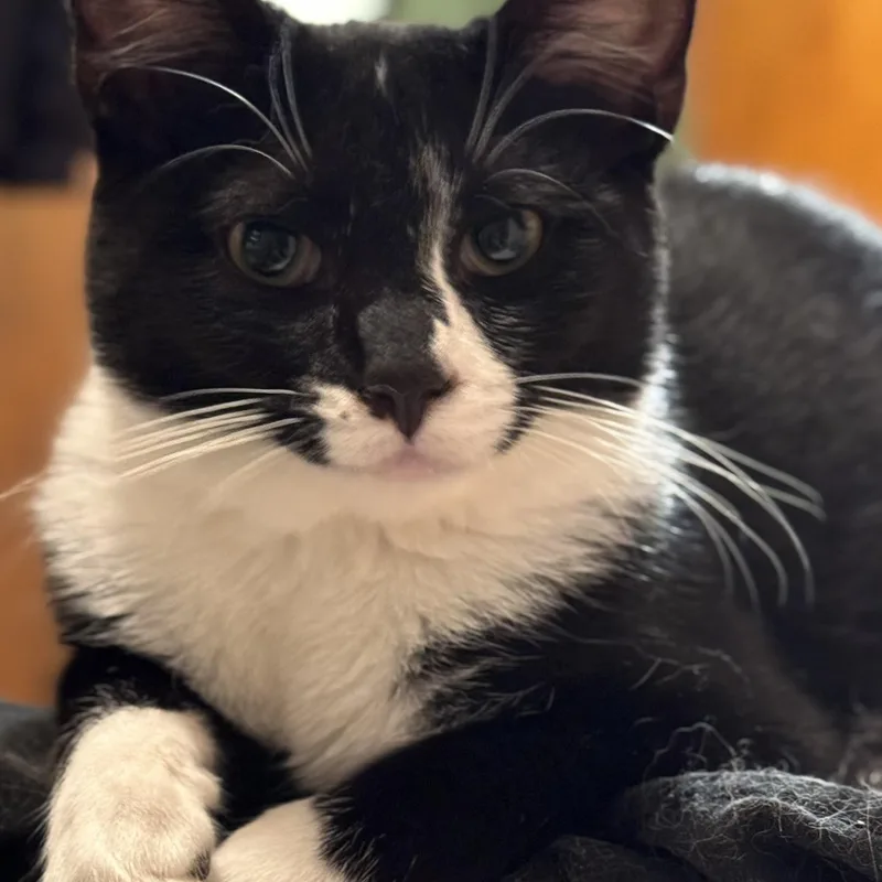 A young small-sized male Black & White / Tuxedo Domestic Short Hair cat named AJ Jr for adoption in Morgantown, WV