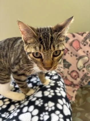 A baby medium-sized female Domestic Short Hair cat named Mallie for adoption in Picayune, MS