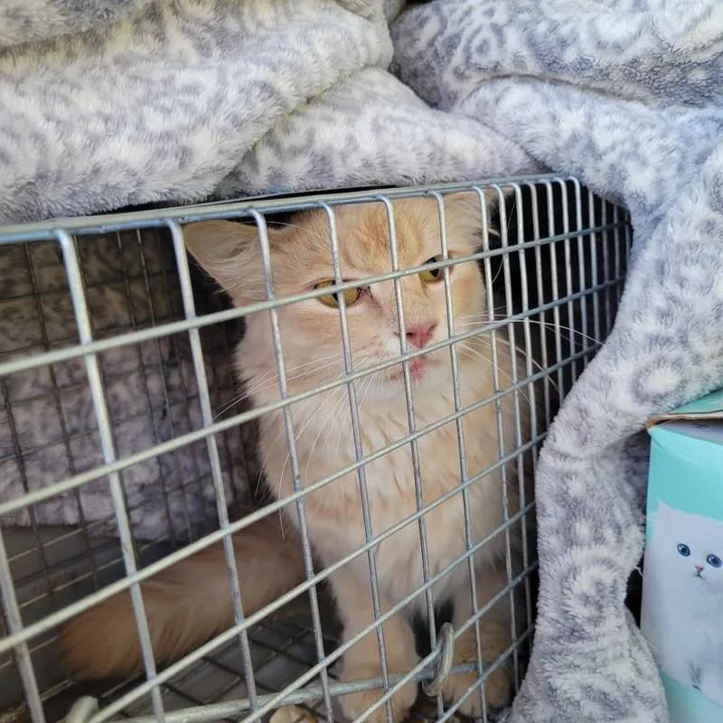 An adult small-sized female Buff / Tan / Fawn Domestic Medium Hair cat named Maxxy for adoption in Rochester, MN