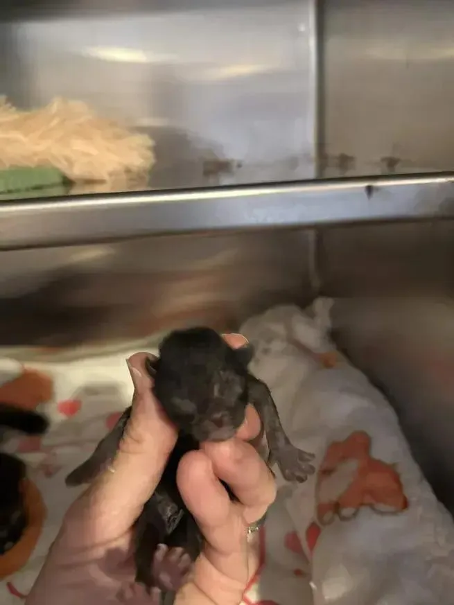 A baby small-sized male Black Domestic Short Hair cat named Espresso for adoption in Grand Rapids, MI