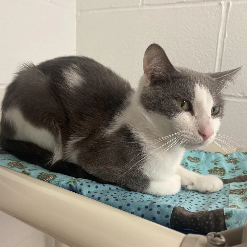 An adult medium-sized male Gray / Blue / Silver Domestic Short Hair cat named Grasshopper for adoption in Dayton, OH