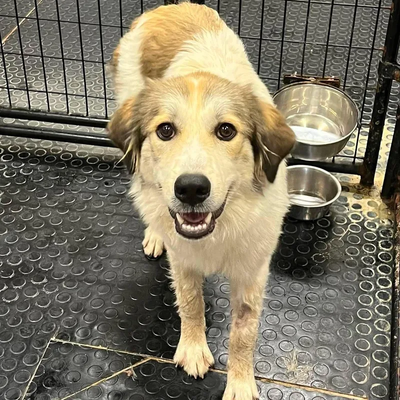 A baby medium-sized female Great Pyrenees dog named Jane for adoption in Hartland, WI