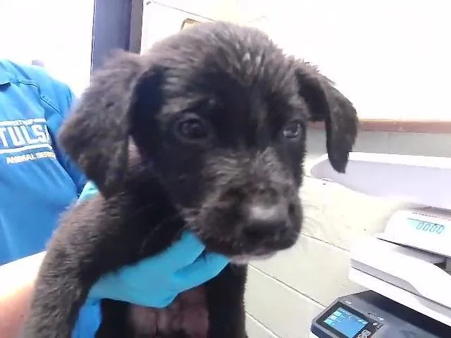 A baby small-sized male Pit Bull Terrier dog named Tool Bucket for adoption in Tulsa, OK