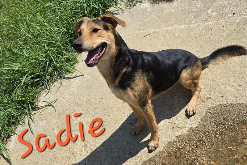 Sadie thumbnail 2