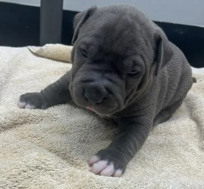 A baby medium-sized male Mixed Breed dog named Periwinkle for adoption in West Chester, PA