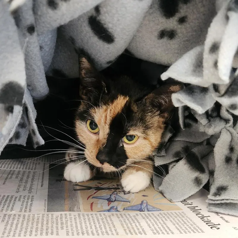 A young small-sized female Calico Domestic Short Hair cat named Gata for adoption in Brockton, MA