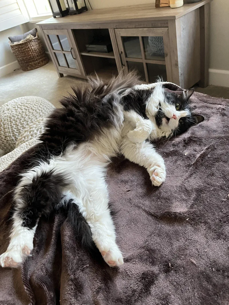 A senior medium-sized female Black & White / Tuxedo Domestic Long Hair cat named Bella Rose for adoption in Laguna Niguel, CA