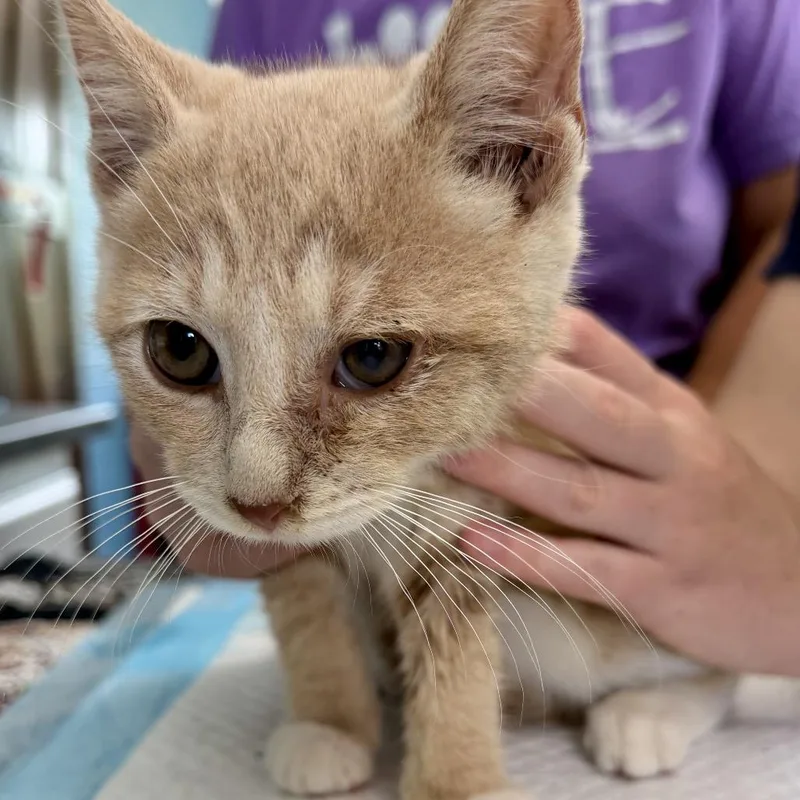 A baby small-sized male Buff / Tan / Fawn Domestic Short Hair cat named Miami Bowers for adoption in Woodstock, VA