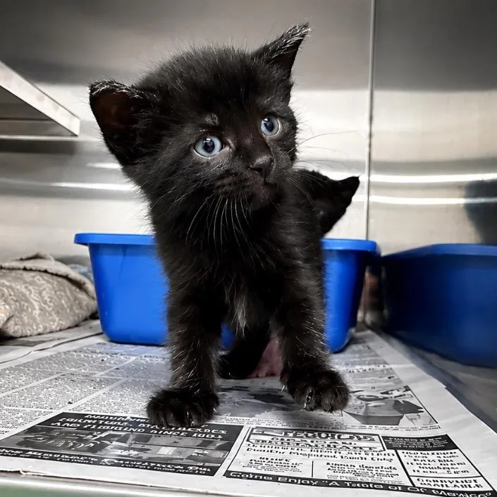 A baby small-sized female Black Domestic Short Hair cat named Flower for adoption in Mount Vernon, IN