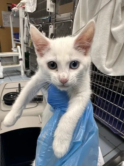 A young small-sized female Domestic Medium Hair cat named Emma for adoption in Roseville, CA