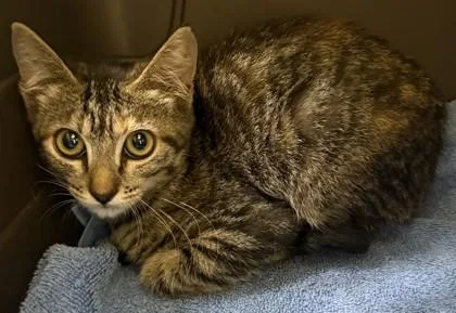 A baby small-sized female Domestic Short Hair cat named Chrissy for adoption in Honolulu, HI