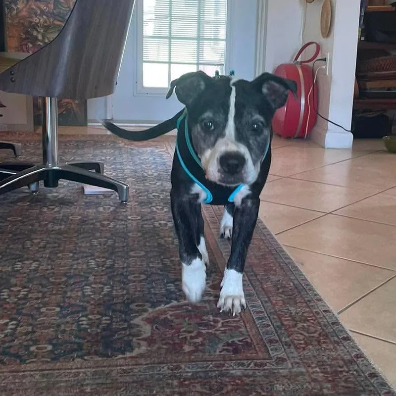 A senior medium-sized female American Bulldog dog named Zena for adoption in Melbourne , FL