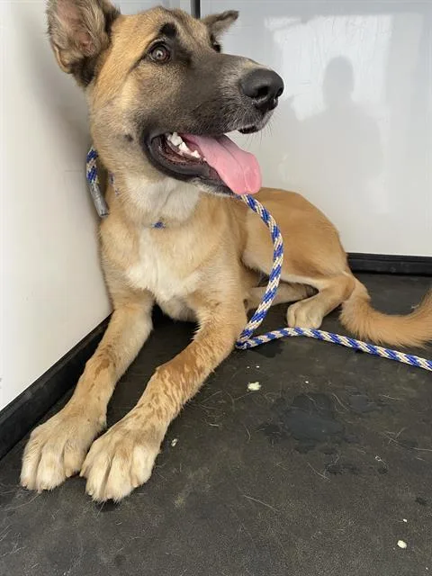 Duke  URGENT