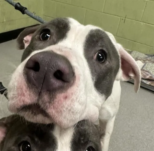 An adult large-sized male Pit Bull Terrier dog named Eggo for adoption in Indianapolis, IN