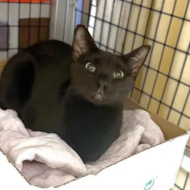 An adult large-sized male Domestic Short Hair cat named Ollie for adoption in Washington, DC