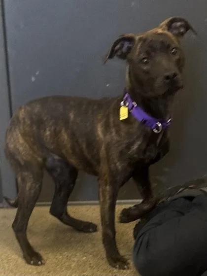 A baby medium-sized female Brown / Chocolate Pit Bull Terrier dog named Dreamsicle for adoption in Cleveland, OH