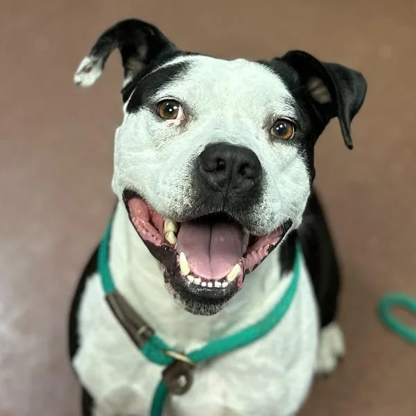 An adult large-sized male Pit Bull Terrier dog named Lucky for adoption in Oakland, CA