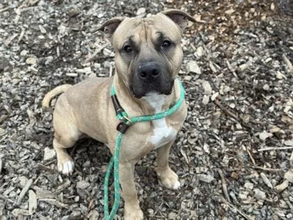 Cup Noodles thumbnail 4