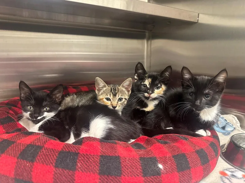 A baby medium-sized female Black & White / Tuxedo Domestic Short Hair cat named Summer for adoption in Hilton Head Island, SC