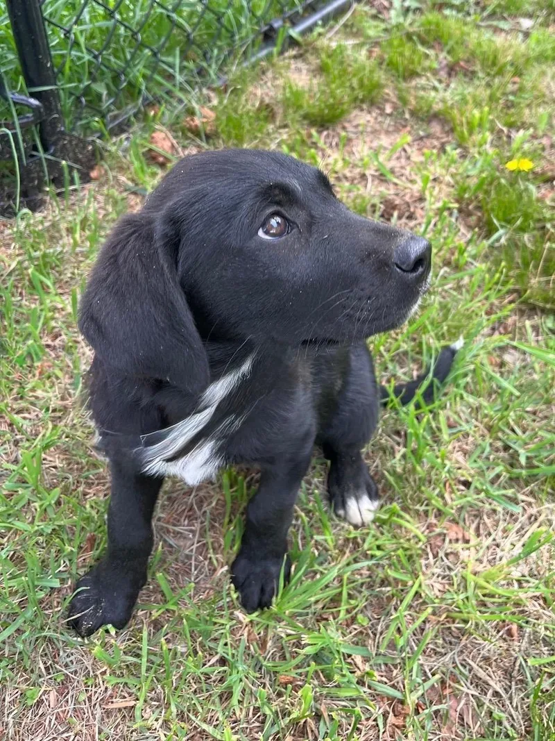 A baby small-sized female Labrador Retriever dog named Lyric for adoption in Havertown, PA